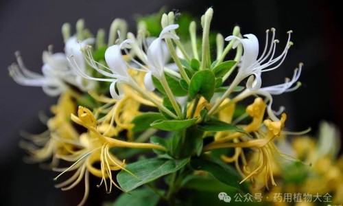 银杏叶提取物功效及副作用-银杏叶提取物功效网 :分享银杏叶提取物功效详解-银杏叶提取物功效与副作用知识