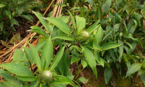 银杏叶提取物功效网 :分享银杏叶提取物功效详解-银杏叶提取物功效与副作用知识