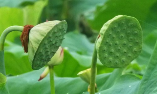 银杏叶提取物功效及副作用-银杏叶提取物功效网 :分享银杏叶提取物功效详解-银杏叶提取物功效与副作用知识